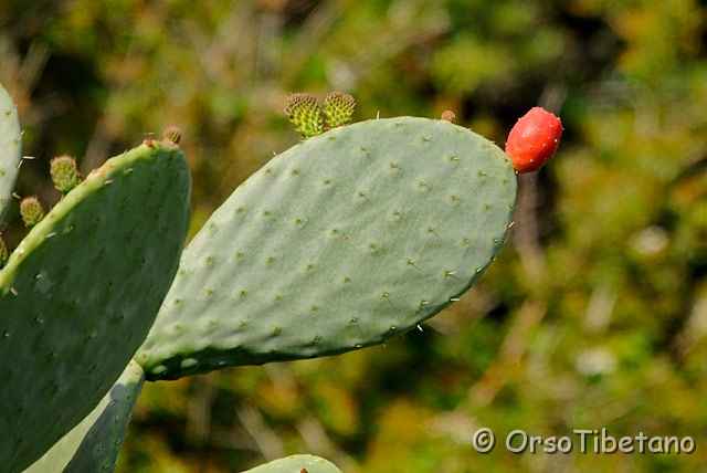 20090516-085517-0.jpg - Fico d'india (Opuntia ficus-indica)  [a, -75%, none]