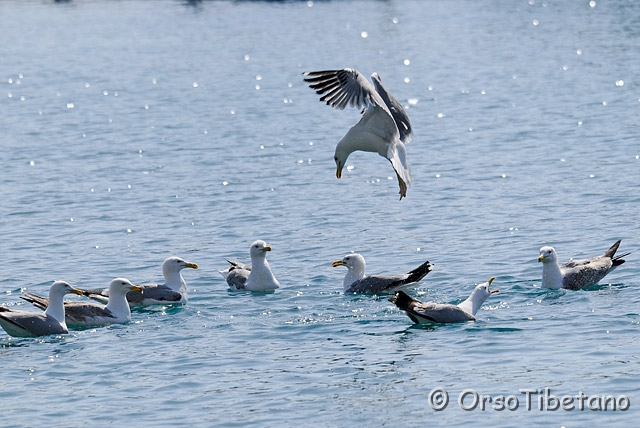 20090516-102613-1.jpg - Gabbiano Reale (Larus michahellis) [a, +75%, none]