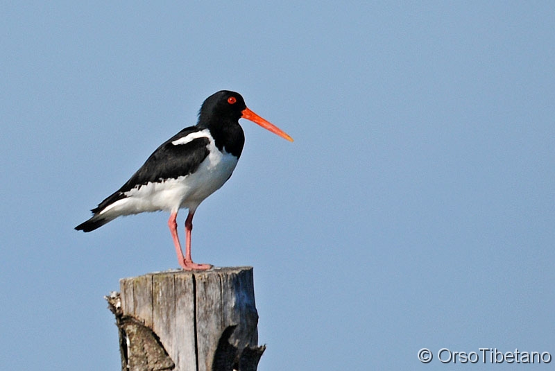 Haematopus_ostralegus,_Beccaccia_di_Mare.jpg - Beccaccia di Mare (Haematopus ostralegus) - Eurasian Oystercatcher 