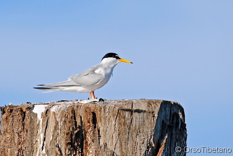 Sterna_albifrons,_Fraticello.jpg - Fraticello (Sterna albifrons) - Little Tern 