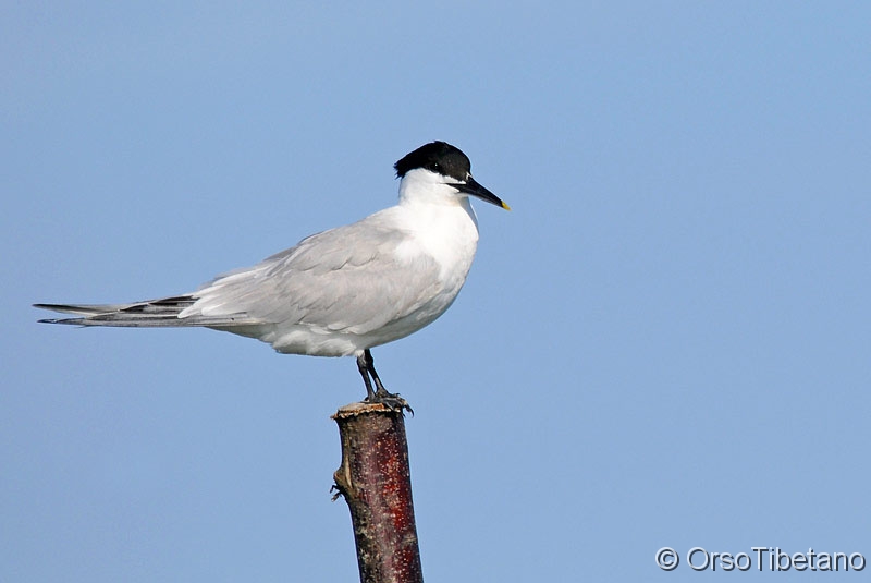 Thalasseus_sandvicensis,_Beccapesci.jpg - Beccapesci (Thalasseus sandvicensis) - Sandwich Tern