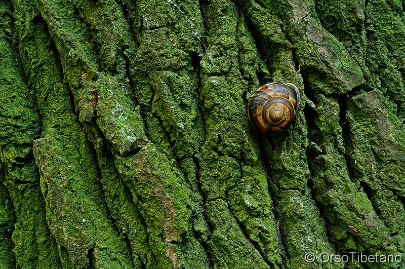 Albero_più_Chiocciola.jpg - OTTOBRE 2011. Chiocciola "appesa" ad un grande Albero (Bosco della Panfilia, S.Agostino-FE). Un Bosco non è solamente un insieme di Alberi, ma è un piccolo mondo abitato dalle più svariate specie di Animali...  dal Mammifero al Volatile, dal Rettile al Mollusco... - OCTOBER 2011. Snail "hangin" a big Tree (Forest of Panfilia, S.Agostino-FE). A Forest is not just a set of Trees, but it's a small world inhabited by various species of Animals... Mammal, Bird, Reptile, Shellfish...