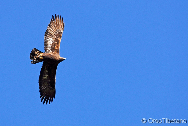 Aquila_chrysaetos,_Aquila_Reale.jpg - DICEMBRE 2009 . Aquila Reale (Aquila chrysaetos) . Magica si libra in volo, possente, inconfondibile, inimitabile.... un Emozione unica e fortissima che solo una Regina può dare... la Regina incontrastata dei cieli, ancor di più è la  Regina del Parco Nazionale delle Foreste Casentinesi, è Lei,  l'Aquila Reale.... purtroppo la qualità delle foto non è all'altezza dell'evento, spero mi abbia perdonato ed un giorno quando meno me l'aspetto si ripresenti davanti a me, più splendida che mai e mi dia un'altra opportunità... - DECEMBER 2009. Golden Eagle.  Magic hovers in the air, powerful, unique, incomparable... a unique and strong emotion that only a Queen can give... The queen of heaven, even more so is the Queen of the Casentino National Park, she is, the Golden Eagle... Unfortunately the photo quality is not up to the event, I hope I have forgiven and one day when I least the appearance of recurrence in front of me, more beautiful than ever and give me another chance...