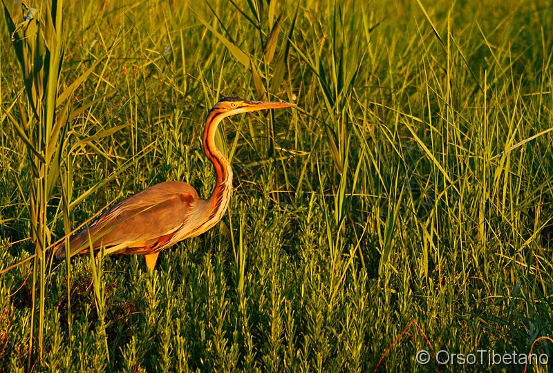 Ardea_purpurea,_Airone_Rosso.jpg - GIUGNO 2010. Airone Rosso (Ardea purpurea). Sacca di Goro e Gorino al calar della sera... il "rosso" del sole al tramonto incontra il "rosso" della Ardea Purpurea... colori unici ed irripetibili colorano l'atmosfera ... il paesaggio sembra un quadro,  ma nessun quadro potrebbe rendere l'idea... - JUNE 2010. Purple Heron. Sacca di Goro and Gorino in the evening ... the "red" of the setting sun meets the "red" of Ardea Purpurea ... unique colors and unique color the atmosphere ... the landscape looks like a painting, but no picture could make this effect ...