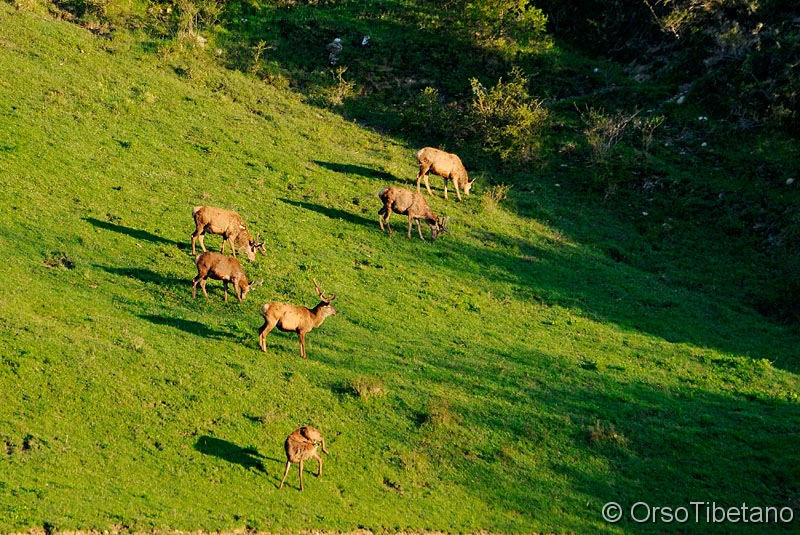 Cervus_elaphus,_Cervo_Nobile.jpg - AGOSTO 2010. Cervi (Cervus elaphus) al pascolo. Prime ore del mattino, il sole già splende alto nel cielo, un gruppo di cervi si ciba prima di sparire nel fitto del bosco - AUGUST 2010. Deer grazing. Early morning, the sun was shining high in the sky, a group of deer eats before disappearing into the thick of the forest