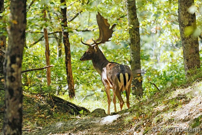 Dama_dama,_Daino.jpg - NOVEMBRE 2009.  Daino (Dama dama) nella cerreta.  Parco Nazionale delle Foreste Casentinesi, di ritorno da un appostamento, un Daino adulto accovacciato proprio sul sentiero davanti a me... si alza e si sposta di qualche metro, ma non c'è timore nei suoi occhi, i suoi pensieri sono altri e prima di proseguire ognuno per la propria strada, lui si volge un attimo ed i nostri sguardi si incrociano... -  NOVEMBER 2009. Fallow deer in the cerreta. National Park of the Forests Casentinesi, of return from an ambush, a crouched adult Fallow deer really on the path in front of me... gets up and it is moved of some meter, but not there is fear in its eyes, its thoughts are others and before to continue everyone for own road, he turns him an instant and our looks they are crossed...