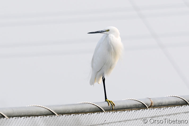 Egretta_garzetta,_Garzetta.jpg - NOVEMBRE 2010. Garzetta ( Egretta garzetta). Tranquilli... la Garzetta, seppur in una posa particolare, gode di ottima salute... l'altra zampa "riposa"... -  NOVEMBER 2010. Little Egret. Calm ... the Little Egret, albeit in a particular posture, is in excellent health ... the other paw "at rest" ...