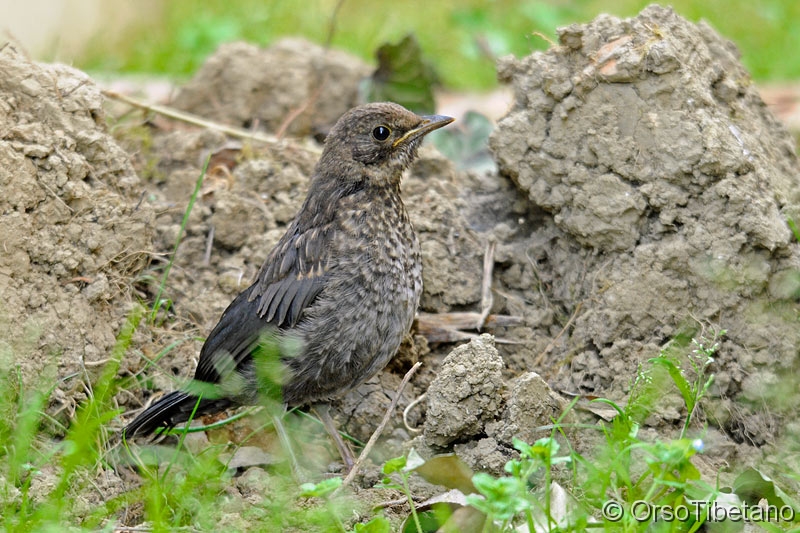 Giovane-di-Merlo.jpg - MAGGIO 2011. Giovane di Merlo (Turdus merula) che ha trascorso l'ultima parte dello svezzamento nel mio giardino, insieme ad un fratello e col papà Merlo che gli insegnava a come procacciarsi il cibo... - MAY 2011. Young Blackbird who has spent the last part of weaning in my garden, along with a brother and his father who taught him how obtain food...