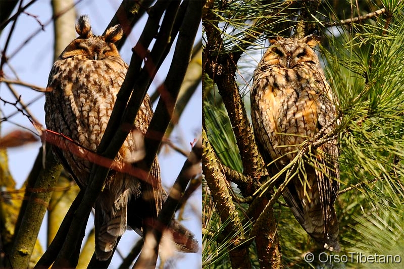 I-Gufi-(Asio_otus)_di-Ostellato.jpg - FEBBRAIO 2011. I Gufi (Asio otus) di Ostellato. Quando la Natura vince sull'uomo... osteggiati, disturbati, "offesi e vilipesi", incuranti della pochezza dell'uomo hanno continuano imperterriti a tornare al solito posto, durante i Roost invernali... ed i cittadini finalmente ravveduti, sono orgogliosi di quell'attrazione, che porta gente da tutta Italia... -  FEBRUARY 2011. The long-eared Owls at Ostellato - When Nature wins man... opposed, disturbed, "outraged and offended", regardless of the smallness of man have continued undeterred to return to the same place during the Winter Roost ... and citizens, finally repented, are proud of that attraction, bringing people from all over Italy...