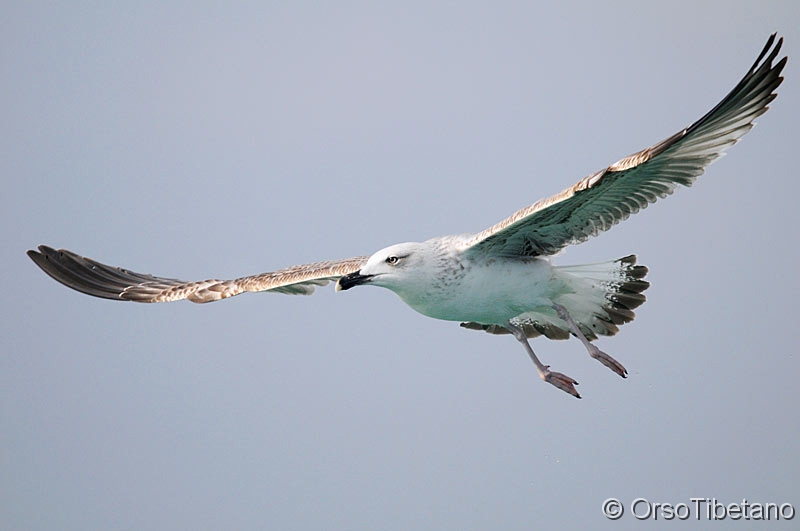 Larus_michahellis,_Gabbiano_Reale.jpg - MARZO 2010. Giovane di Gabbiano Reale (Larus michahellis). Situazione indotta, ma non per questo più facile...  i Gabbiani volano a decine vicino al barcone che ci porta in giro, ma non certo per mettersi in posa, anche se questo sopra sembra lo faccia... -  MARCH 2010. Young Herring Gull. State-induced, but not to this easier ... Gulls fly dozens near the boat that brings us around, but not to pose, even if it seems above poses very...