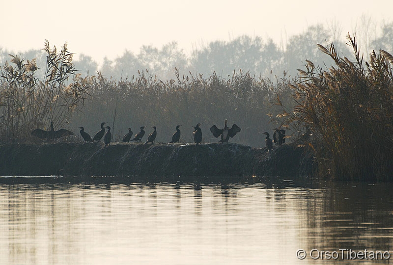 Phalacrocorax_carbo,_Cormorano.jpg - SETTEMBRE 2010. Cormorani (Phalacrocorax carbo) nell'(ex) Oasi dei Caprioli. Omaggio all'Oasi che non c'è più... L'Oasi o Valle dei Caprioli nel Mezzano, distrutta nel "giro di una notte", vittima di interessi poco chiari e vittima dell'inefficenza, incompetenza ed incapacità di chi doveva vigilare e tutelare... -  SEPTEMBER 2010. Cormorants  in the (ex)  Roe Deer Oasis - Oasis tribute that is no more ... The Oasis other Roe Deer Valley in the Mezzano, which was destroyed in the "overnight", victim of a obscure interests and inefficient, incompetence and inability of those who had to watch over and protect ...