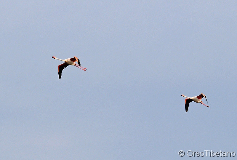 Phoenicopterus_ruber,_Fenicottero.jpg - LUGLIO 2010. Volo in sincronia di una coppia di  Fenicotteri (Phoenicopterus ruber). Saline di Cervia, una coppia di fenicotteri si alza in volo per spostarsi da un chiaro d'acqua ad un altro, eleganti e raffinati come sempre, in perfetta sincronia sembran volare a tempo di danza.... -  JULY 2010. Flight in synchrony with a pair of Flamingos. Salt pans of Cervia, a pair of flamingo gets up in the air to move from one water to another clear of water, elegant and refined as ever, seem a perfectly timed flying time to dance ....