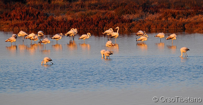 Phoenicopterus_ruber,_giovani_di_fenicottero.jpg - MARZO 2011. Giovani di Fenicottero (Phonicopterus ruber). Al calar della sera, mentre il fiume lentamente scorre a pochi metri, i giovani di fenicottero attendono la notte, alcuni ancora in cerca di cibo, altri dormono già... - MARCH 2011. Young Flamingos. At sunset, while the river slowly flows a few meters, young flamingos await the night, some still in search of food, others already sleep...