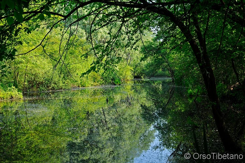 Punte-Alberete.jpg - GIUGNO 2011. Punte Alberete  (Parco Regionale Delta del Po). Foresta del Borneo?... Everglades in Florida ?.... NO!!! Punte Alberete in Italia.... unico esempio di foresta allagata in Italia, relitto delle vastissime Paludi di acqua dolce una volta presenti soprattutto nella parte est della Pianura Padana.... un luogo unico al Mondo che l'incuria, il pressapochismo e l'incompetenza delle Amministrazioni Locali stanno lentamente uccidendo.... - JUNE 2011. Punte Alberete (Po Delta Regional Park). Forest of Borneo?... Everglades in Florida ?.... NO!!! Punte Alberete in Italy.... only example of a flooded forest in Italy, relict of the extensive freshwater Marshes, in the past they where mainly in the eastern part of the Pianura Padana.... a unique place in the World that the negligence, carelessness and incompetence of the Local Governments are slowly killing....