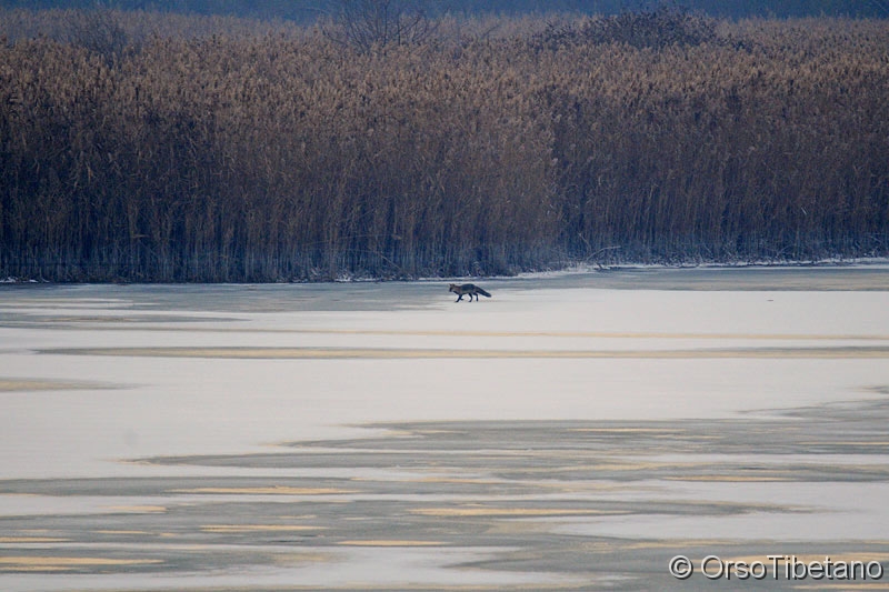 Vulpes_vulpes,_Volpe.jpg - GENNAIO 2011. Volpe (Vulpes vulpes) a Campotto. Il sole era già sceso, la volpe era molto lontana... un "semplice documento", ma non capita tutti i giorni di vedere la Volpe a spasso sul ghiaccio... -  JANUARY 2011. Fox in the Oasis of Campotto. The sun was already down, Fox was a long way... a simple document, but it's not every day to see the Fox for a walk on the ice...