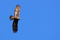 Aquila_chrysaetos,_Aquila_Reale