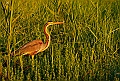 Ardea_purpurea,_Airone_Rosso