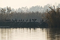 Phalacrocorax_carbo,_Cormorano