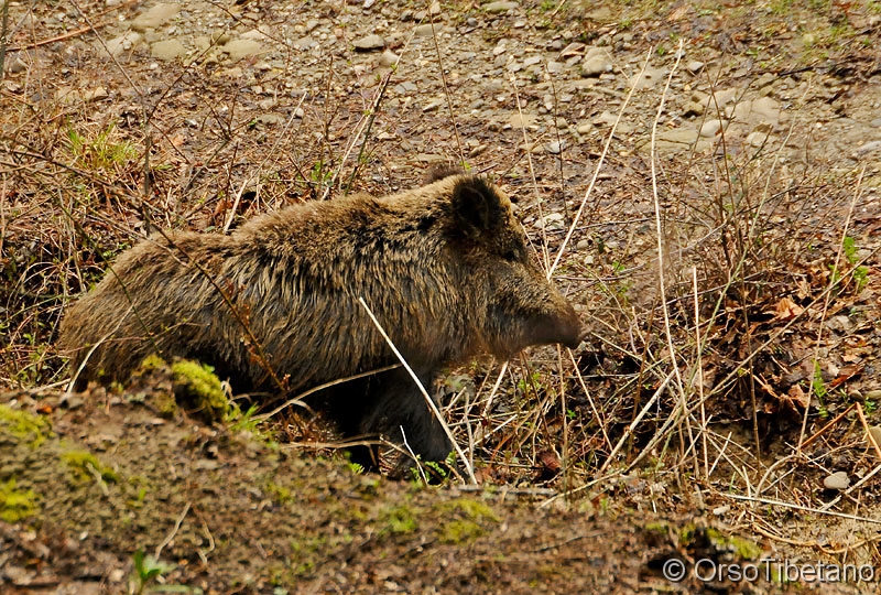 Cinghiale_(Sus_scrofa).jpg - Cinghiale (Sus scrofa) - Boar