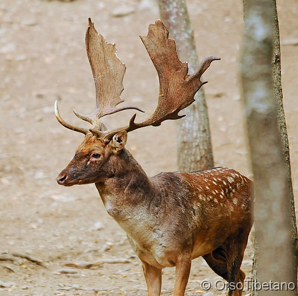 Daino_Pomellato_(Dama_dama).jpg - Daino (Dama dama) pomellato. Stagione degli amori, stagione di combattimenti.... viso e palco ne portano i vistosi segni - Fallow Deer knob. Mating season, a season of fighting .... face and will bring the stage blatant signs