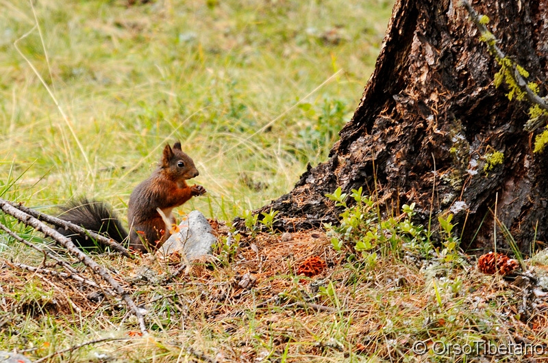 Scoiattolo.jpg - Scoiattolo (Sciurus vulgaris) - Squirrel