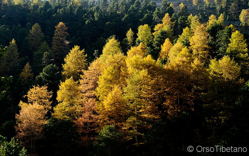 Autunno_in_Val_Roseg.jpg - Autunno in Val Roseg (Alpi svizzere): cio' che l'Autunno ingiallisce, il Sole lo rende dorato - Autumn in Val Roseg (Swiss Alps): what Autumn yellow, the Sun makes it golden