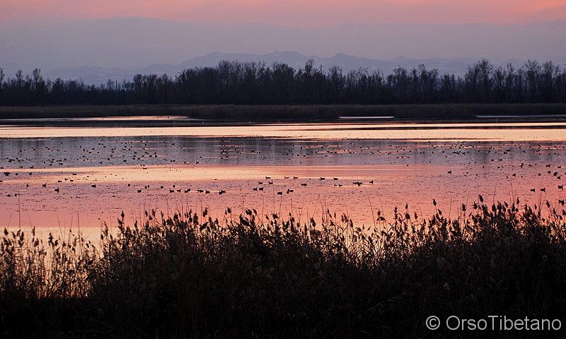 Oasi_di_Campotto_,_Tramonto.jpg - Tramonto invernale nell'Oasi di Campotto - Winter sunset at the Oasis of Campotto