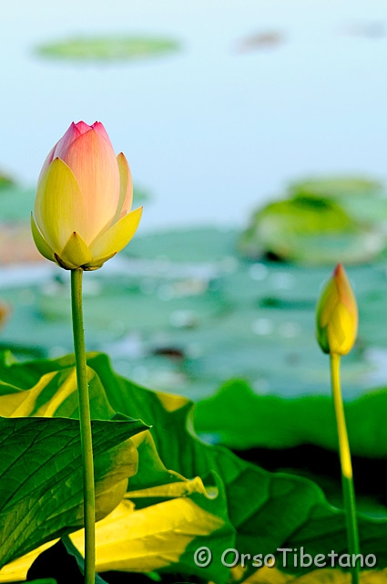 20090701-070703.jpg - Fiore di Loto (Nelumbo nucifera)  [a, +75%, none]