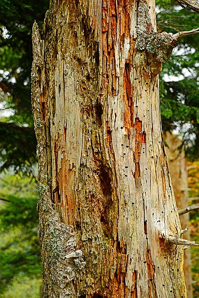 11-02-13-093227.JPG - Un Albero morto diventa fonte di cibo per altri esseri viventi... In questo caso i Picchi