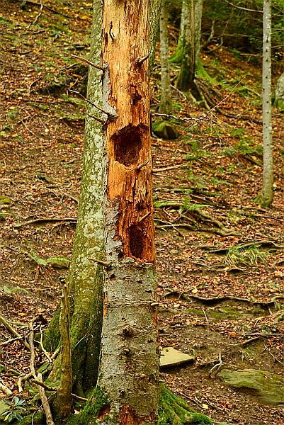 11-02-13-103422_01.JPG - Ancora Picchio... Fra gli altri anche il raro, per i nostri appennini, Picchio Nero