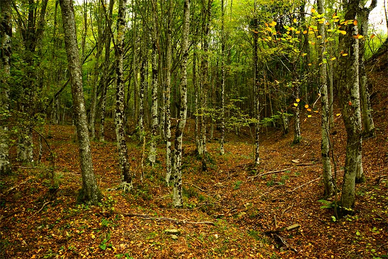 11-02-13-132410_01.JPG - Ma l'incanto della natura continua...