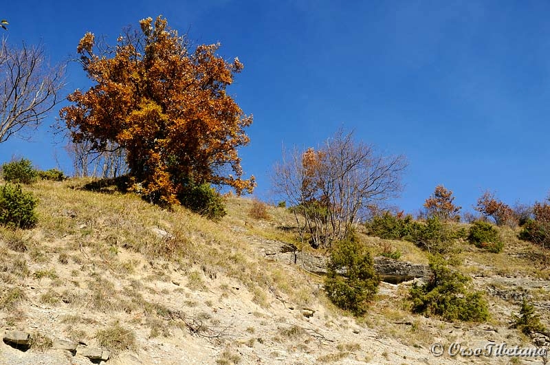 20111127-113928.jpg - E' Autunno inoltrato, ma i colori sono ancora vivaci.  -  Is late Autumn, but the colors are still vivid.