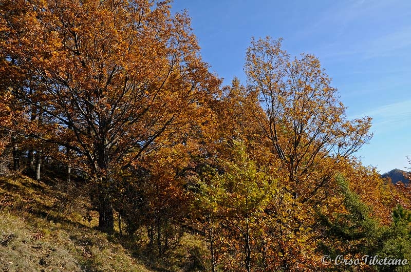 20111127-114126.jpg - Molti alberi sono ancora pieni di foglie, anche se quasi secche.  -  Many trees are still full of leaves, although nearly dry.