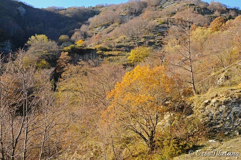 20111127-141215.jpg - Scorcio panoramico, in lontananza si intravede Casa Lavacchio di Mezzo.  -  Panoramic view, in the distance we can see Casa Lavacchio di Mezzo.