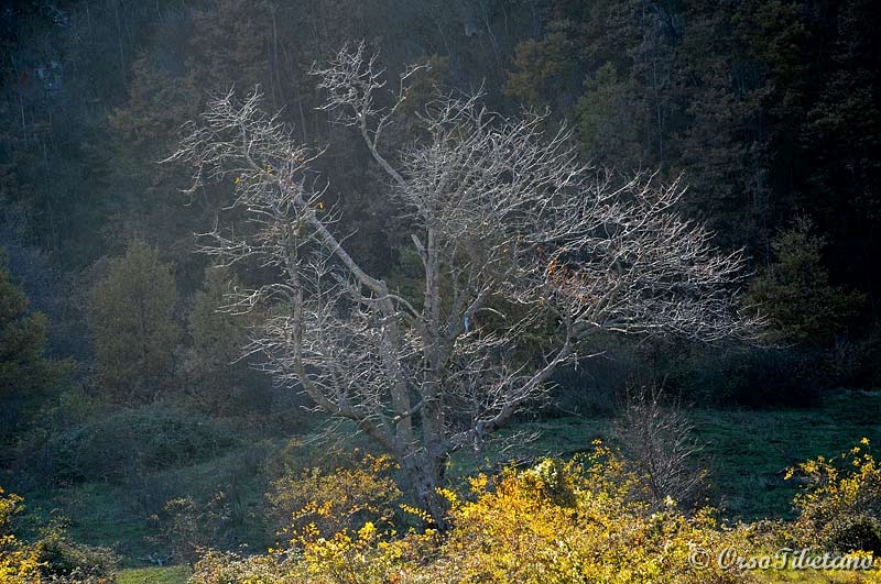 20111127-142811.jpg - Alberi... Bellissimi anche senza foglie.  -  Trees... Beautiful even without leaves.