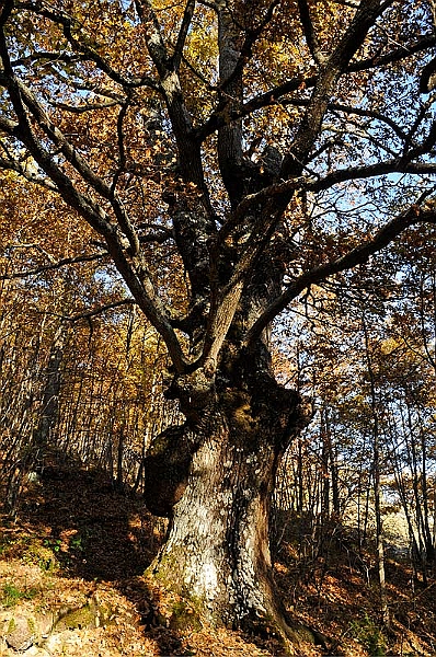 20111127-144231.jpg - Una splendida Quercia, certamente secolare.  -  A beautiful Oak, certainly secular.