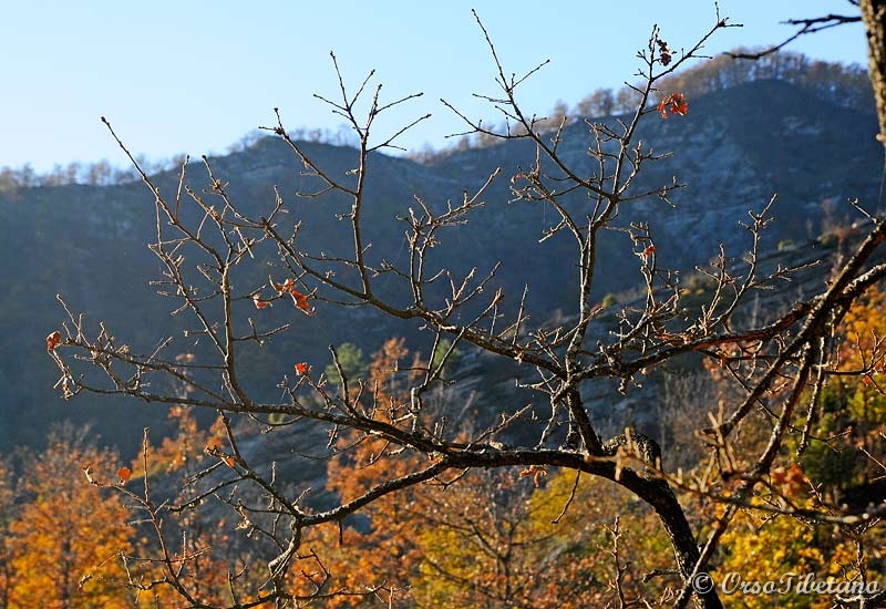 20111127-145904.jpg - Per questo ramo è già inverno...  -  For this branch is already winter...