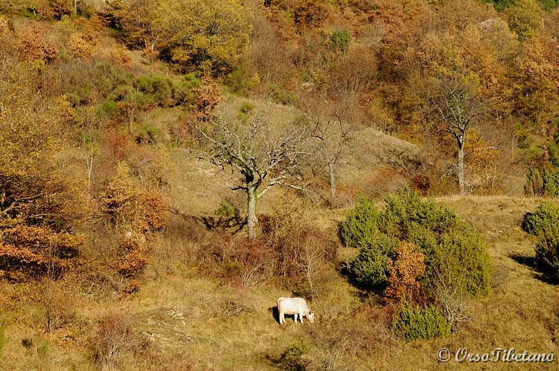 20111127-152523_01.jpg - Un "tranquillo" paesaggio Appenninico.  -  A "quiet" Apennines landscape.