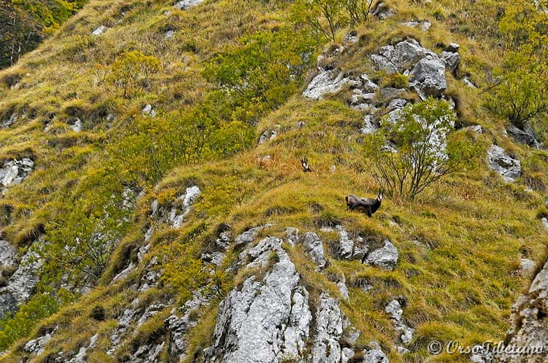 20111023-100759.jpg - Due Camosci (Rubricapra rubicapra) in lontananza ci osservano.  -  Two Chamois (Rubricapra rubicapra) we observe in the distance.