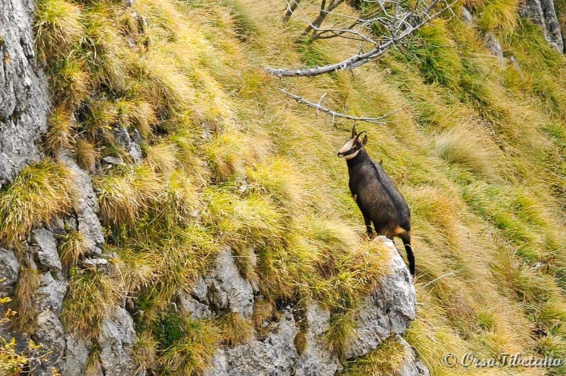 20111023-111014.jpg - Un altro Camoscio (Rubricapra rubicapra), questa volta, molto più vicino.  -  Another Chamois (Rubicapra rubicapra), this time, much closer.