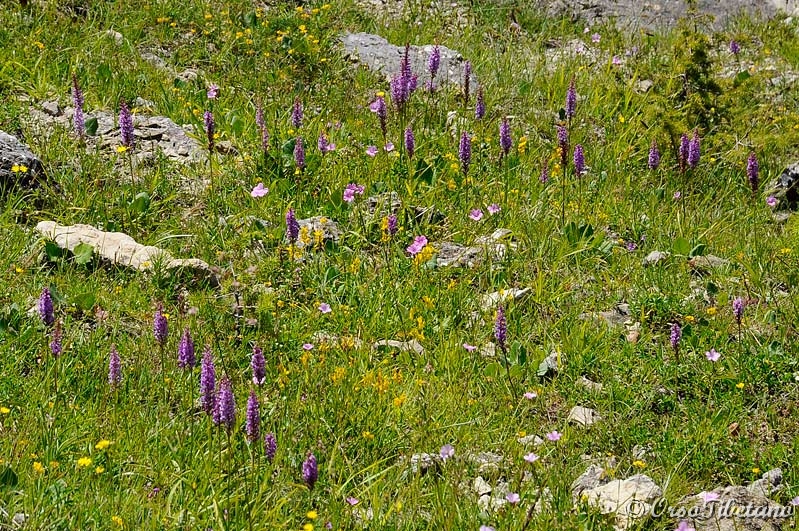 20110619-115319_02.jpg - Tante Orchidee lungo il percorso, ma il vento piuttosto deciso impedisce foto ravvicinate.  -  Many Orchids along the way, but the rather decided wind prevents close-up photos.