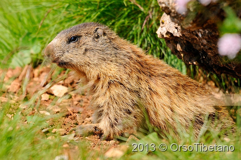 13.jpg - Marmotta (Marmota marmota) - Marmot - Marmotte - Murmeltier - Marmota - Murmeldjur - Murmeli - сурок - αρκτόμυς - マーモット