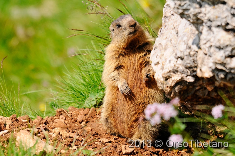 7.jpg - Marmotta (Marmota marmota) - Marmot - Marmotte - Murmeltier - Marmota - Murmeldjur - Murmeli - сурок - αρκτόμυς - マーモット