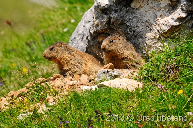 9.jpg - Marmotta (Marmota marmota) - Marmot - Marmotte - Murmeltier - Marmota - Murmeldjur - Murmeli - сурок - αρκτόμυς - マーモット